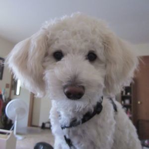 Meet your Posher, Richard